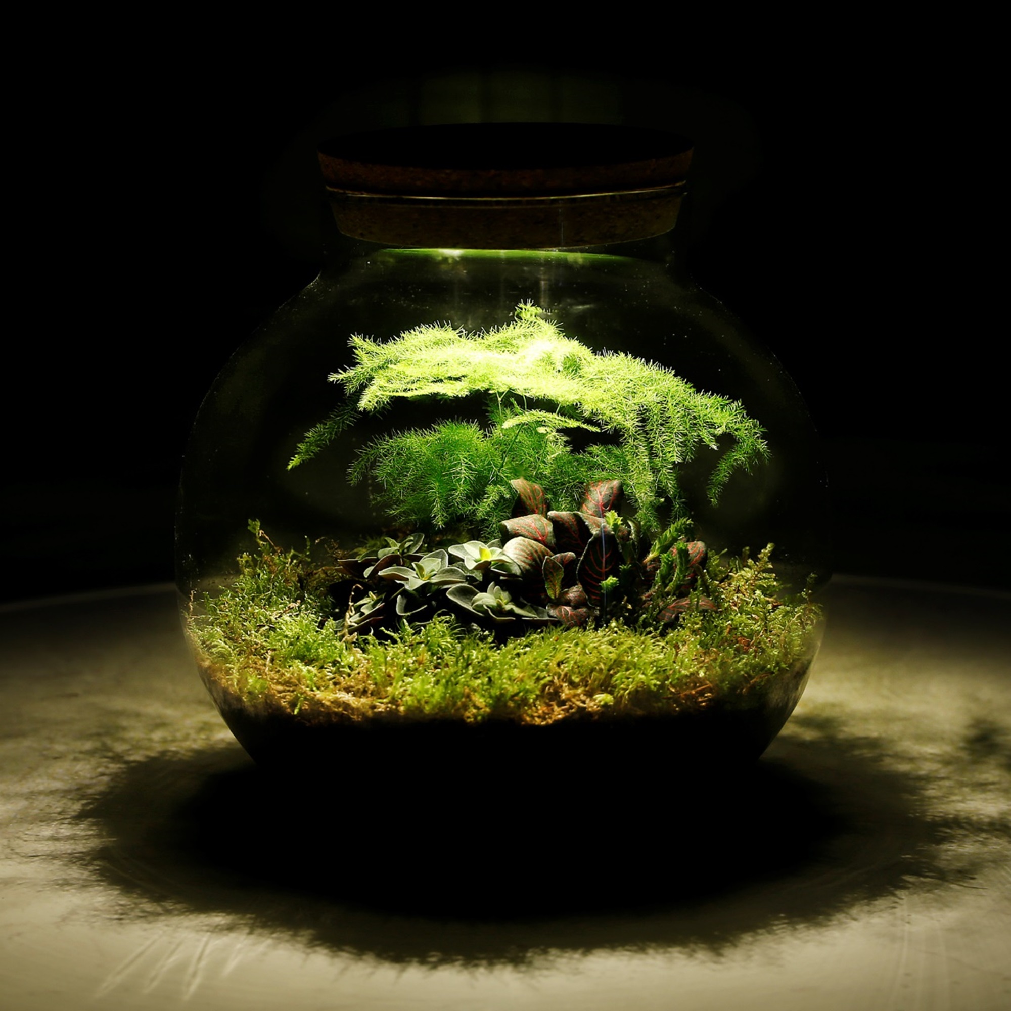 Plantjes in glazen pot Jungle Biodome met Lamp Plantjes in glazen pot Jungle Biodome met Lamp