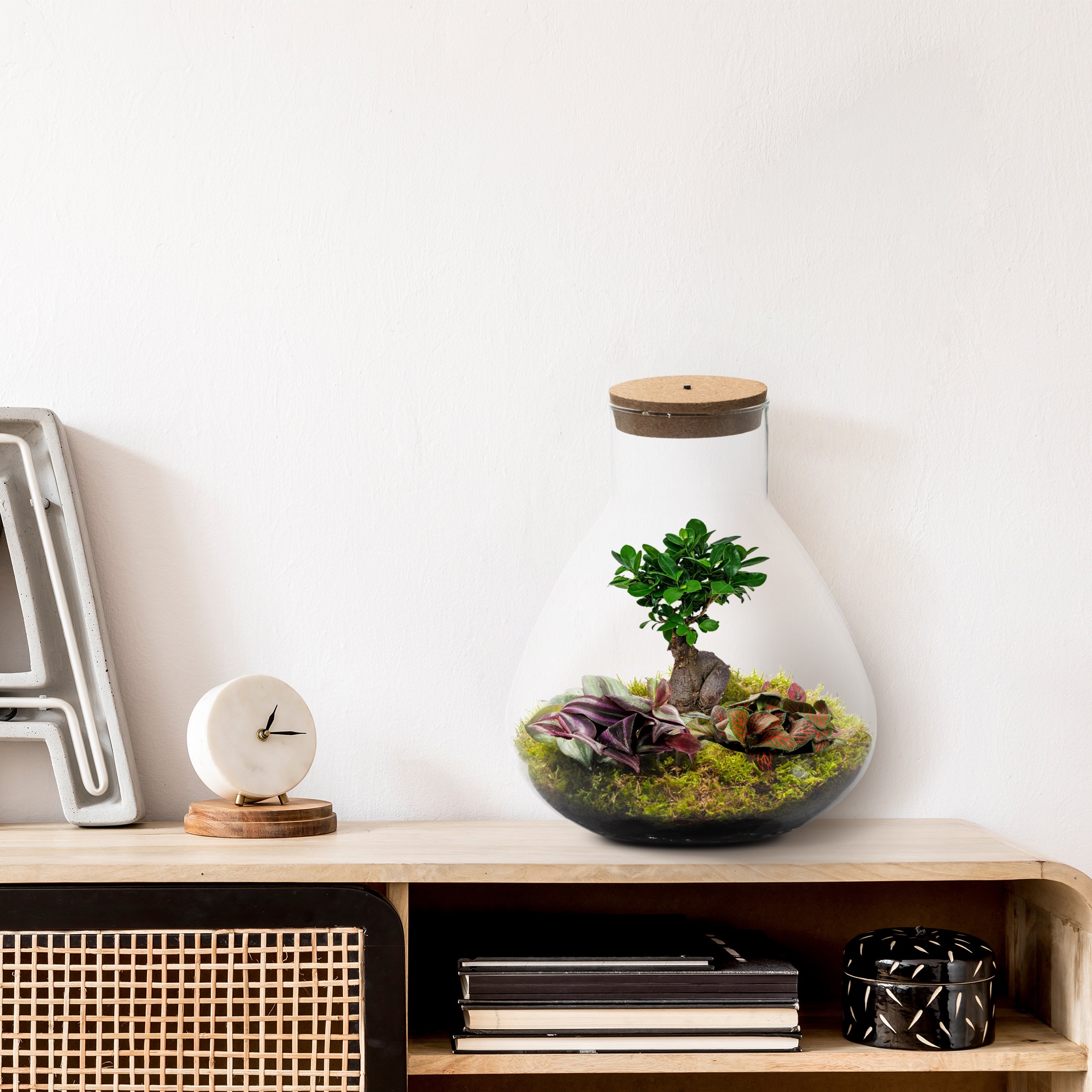 bonsai boom in terrarium bonsai boom in terrarium
