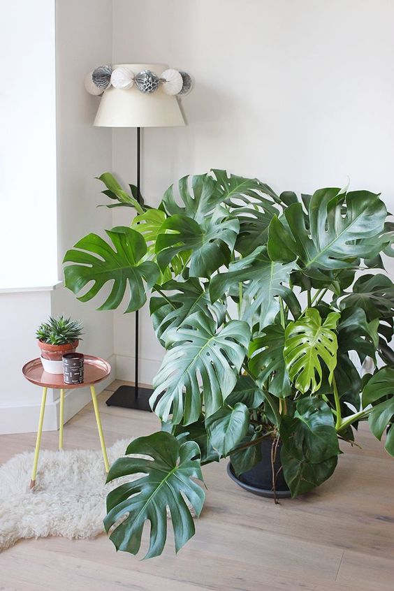 Grote plant in huis