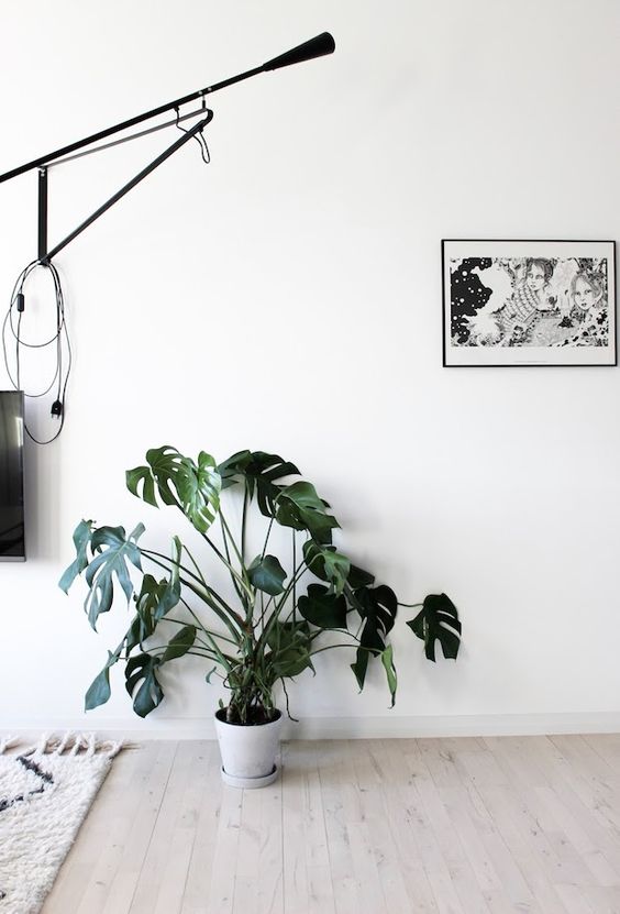 Grote plant in huis