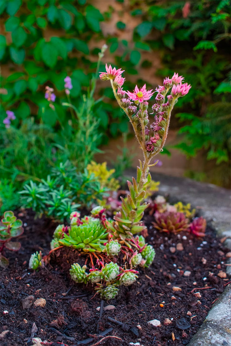 kleurrijke bloemen tuin