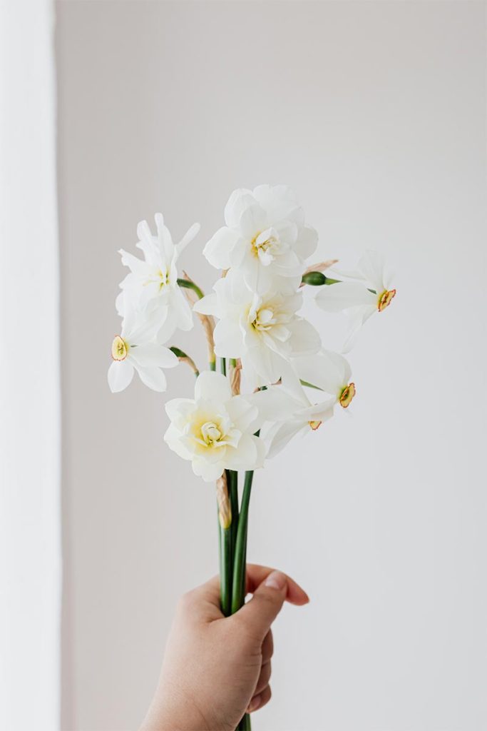 lentebloemen narcissen