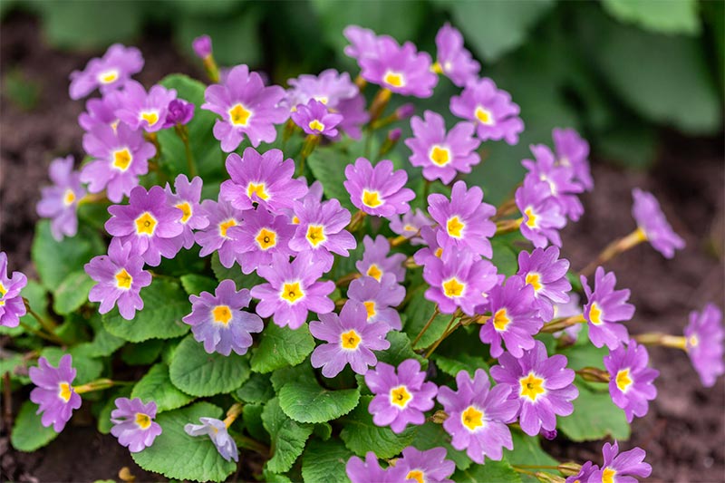 lentebloemen primula