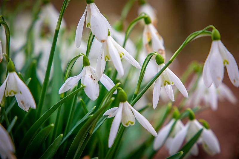 lentebloemen sneeuwvlokjes