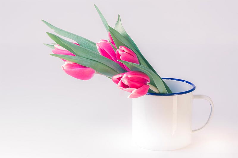lentebloemen tulpen