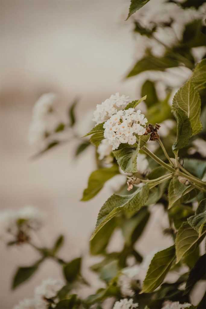 lentebloemen viburnum