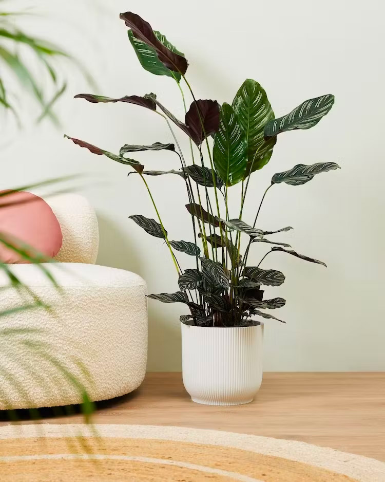 leuke kamerplant calathea