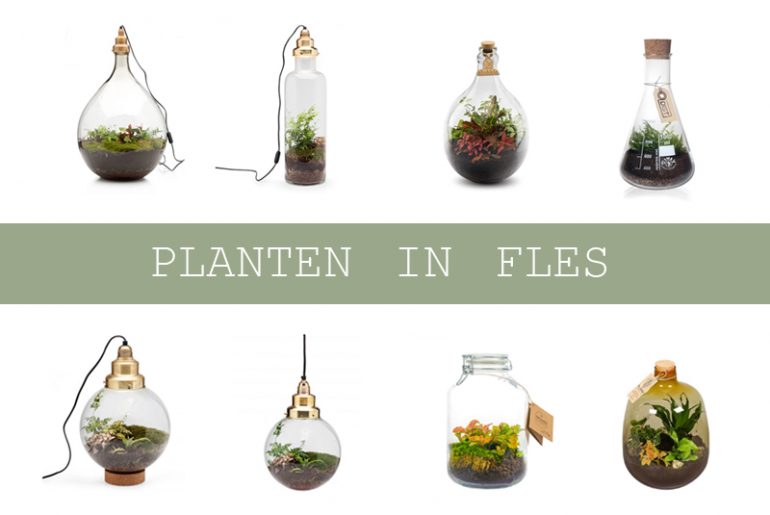 Plant in fles of glazen pot