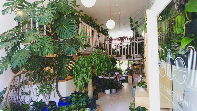 plantenwinkels stek rotterdam