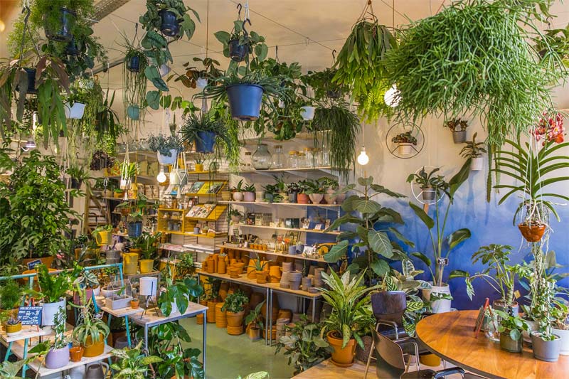plantenwinkels wildernis amsterdam
