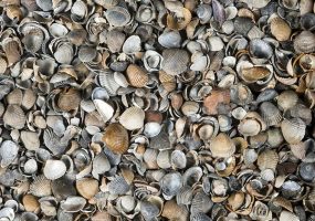 tuinpad materialen schelpen