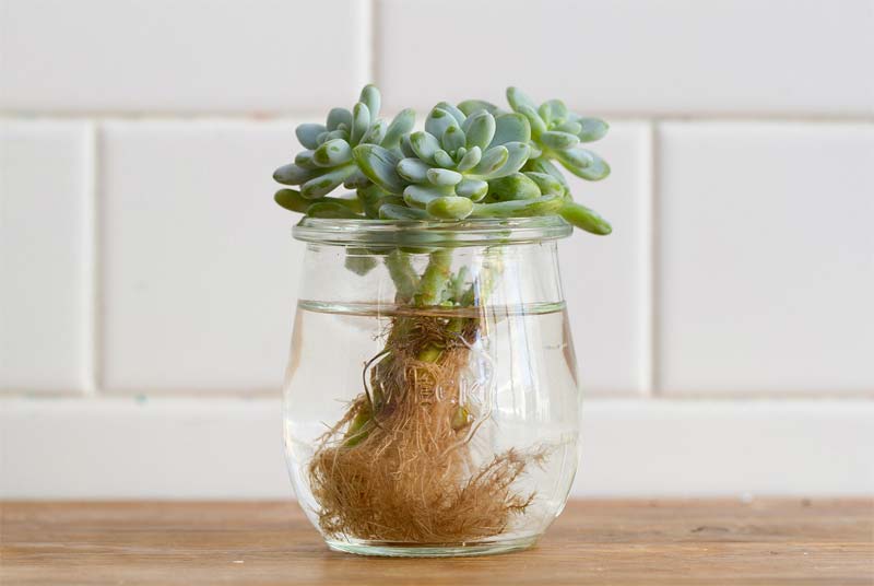 vetplanten stekken water glas
