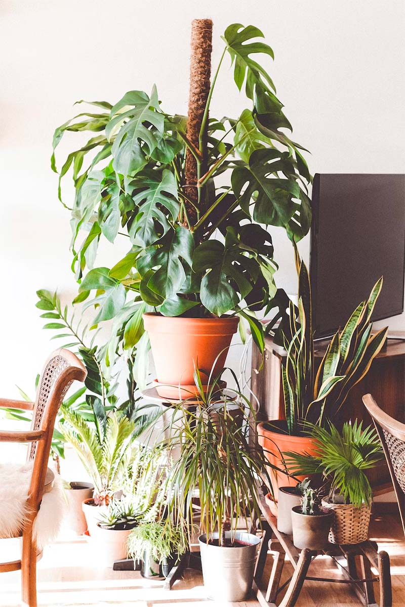 voordelen van veel planten in huis